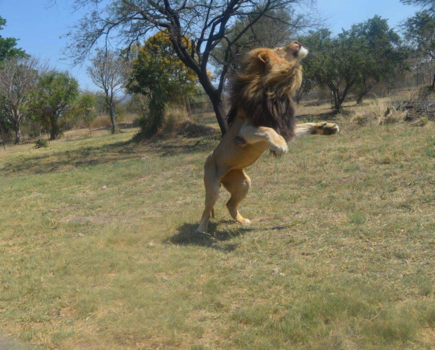 Rondreis Zuid-Afrika in drie weken - Rondreis Zuid-Afrika