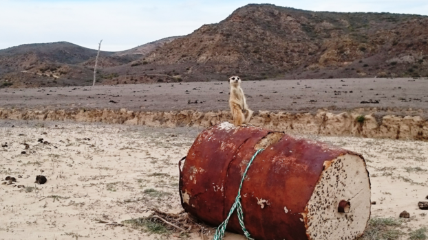 Rondreis Zuid-Afrika in drie weken - Stokstaartje in Dysseldorp