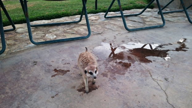 Rondreis Zuid-Afrika in drie weken - Stokstaartje in Dysseldorp