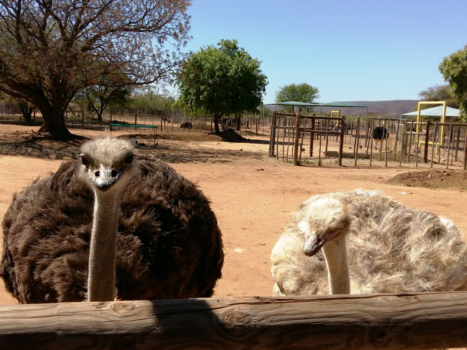 Rondreis Zuid-Afrika in drie weken - Albino struisvogel in Oudtshoorn