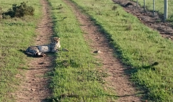 Rondreis Zuid-Afrika in drie weken - een zeldzame ontmoeting op safari in Albertinia