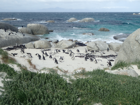 Rondreis Zuid-Afrika in drie weken - pingiuïns op Boulders beach