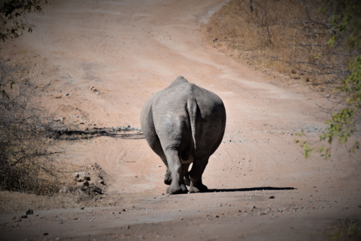 Krugerpark - Neushoorn in Kruger National Park