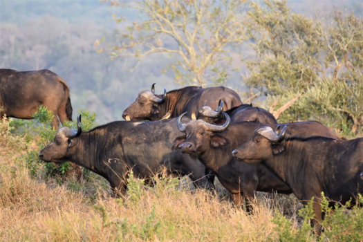 Krugerpark - Buffels in Hluhluwe