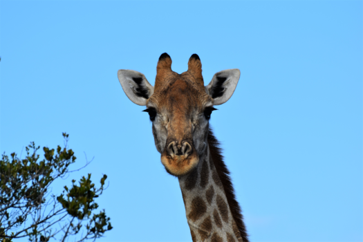 Krugerpark - Giraffe in Schotia