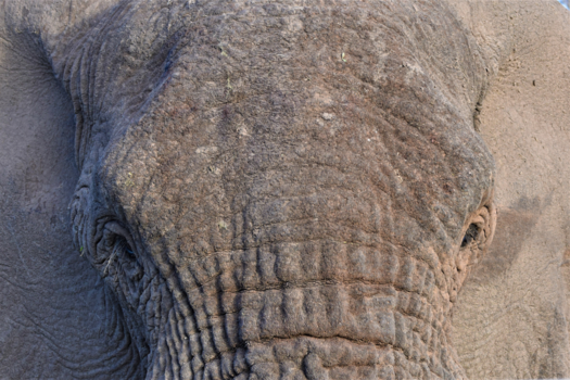 Krugerpark - Olifant in Schotia