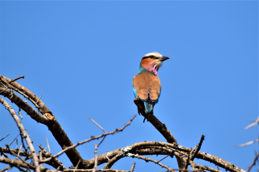 Krugerpark - Lilac-breasted roller