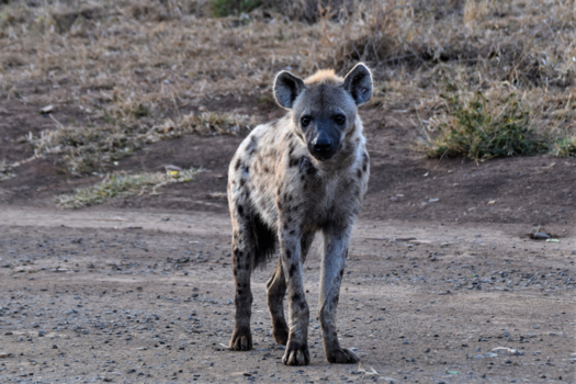 Krugerpark - Spotted hyena in Hluhluwe