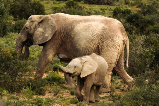 Rondreis van Johannesburg naar Kaapstad - South Africa Wild Park