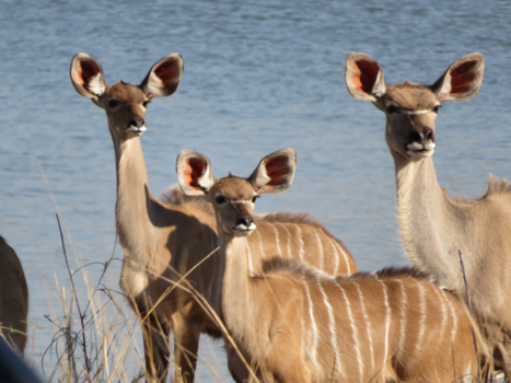 Rondreis van Johannesburg naar Kaapstad - Familieportret