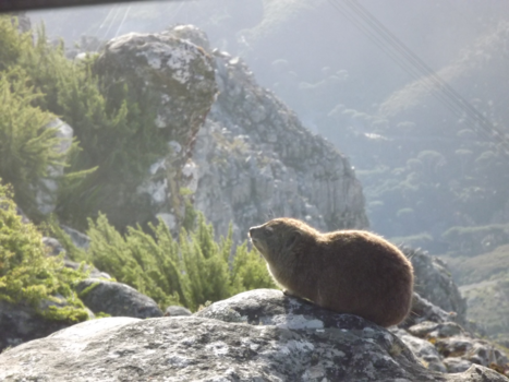 Tafelberg - Soaking up the sun