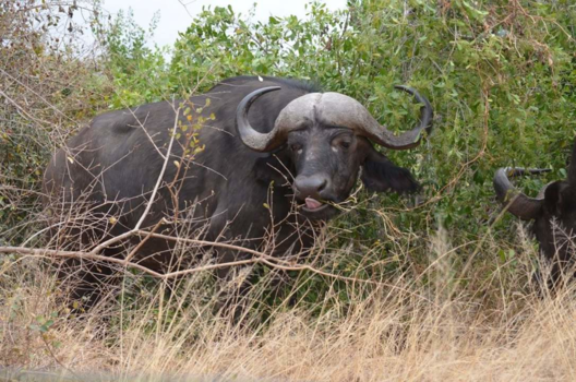 Rondreis van Johannesburg naar Kaapstad - Smullen maar!