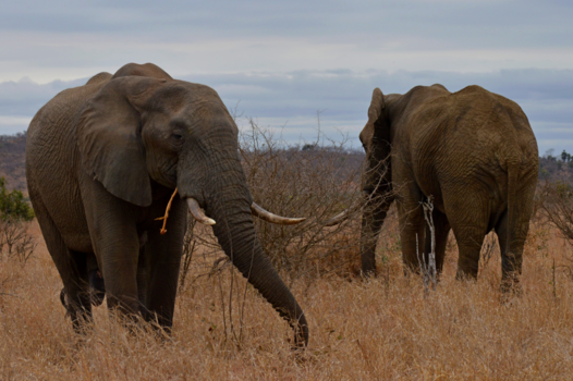 Krugerpark - Olifanten @ Kruger