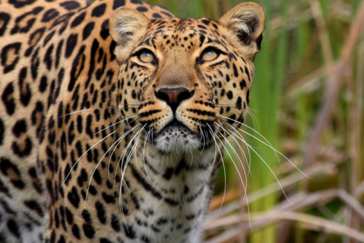 Plettenbergbaai - One out of five