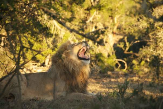Krugerpark - Rustig wakker worden