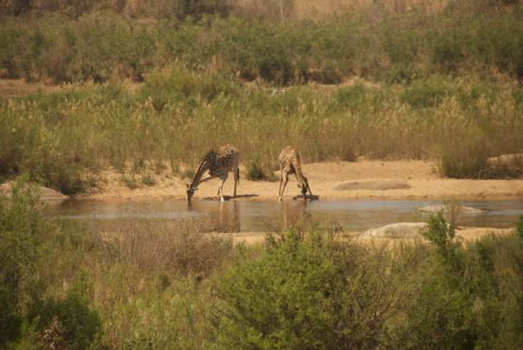 Krugerpark - Thirsty