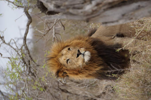 Krugerpark - The Lion King