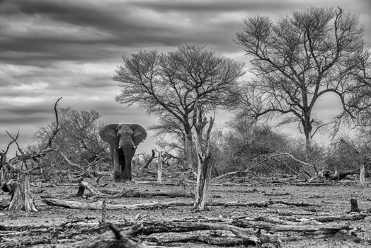 Krugerpark - Droogte in Kruger