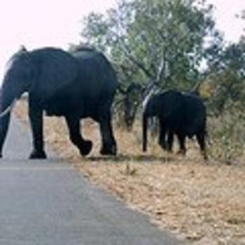 Krugerpark - olifant met jong in 2007 daar gemaakt