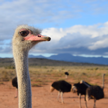 Oudtshoorn - Oudtshoorn Zuid Afrika