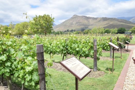 Franschhoek - Wijngaarden Franschoek