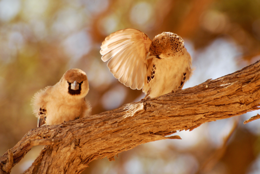 Kgalagadi Transfrontier Park - Okselfris?