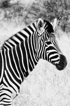 Rondreis van Johannesburg naar Kaapstad - Zebra @ Krugerpark