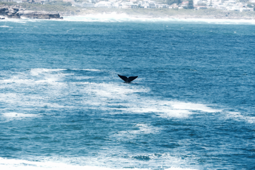 Rondreis van Johannesburg naar Kaapstad - Hermanus