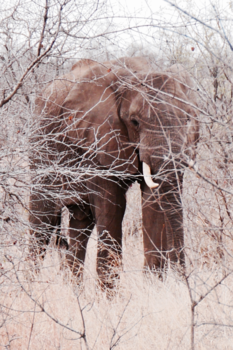 Rondreis van Johannesburg naar Kaapstad - Kruger National Park