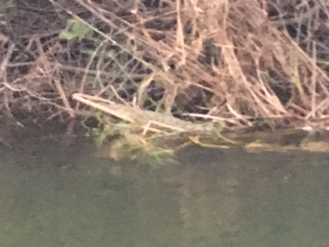 Rondreis Zuid-Afrika in drie weken - Goed gecamoufleerd