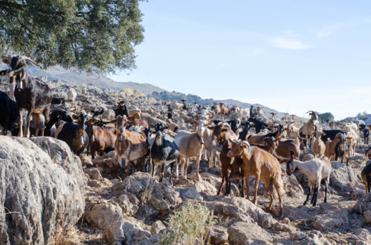 Rondreis van Johannesburg naar Kaapstad - Kuddedieren in Andalusie