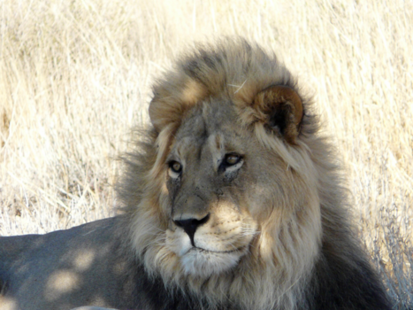 Noord-Kaap - Kalahari impressie