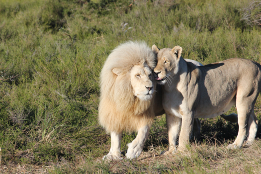 Rondreis Zuid-Afrika in drie weken - Can you  feel the love tonight ♡