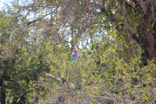 Rondreis van Johannesburg naar Kaapstad - Super mooi vogeltje!