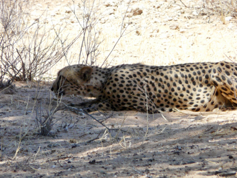 Noord-Kaap - Cheeta klaar om aan te vallen.
