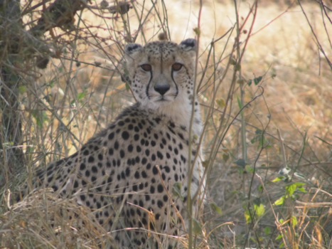 Krugerpark - The eyes tell more than words could ever say