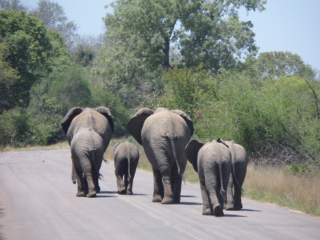 Krugerpark - Olifantenfamiie on the road
