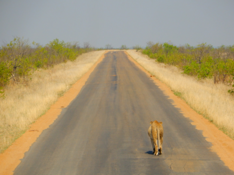 Krugerpark - Goodbye