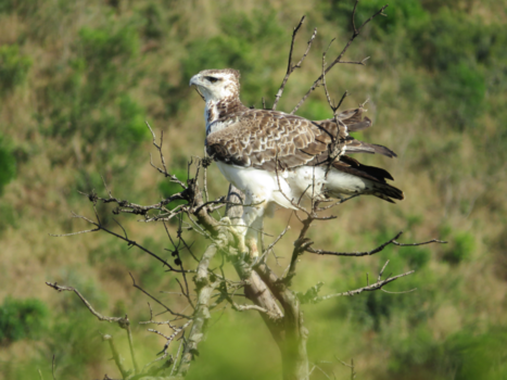 Rondreis van Johannesburg naar Kaapstad - kwam ik tegen toen ik op safarie was je moet echt geluk hebben om die te krijgen .