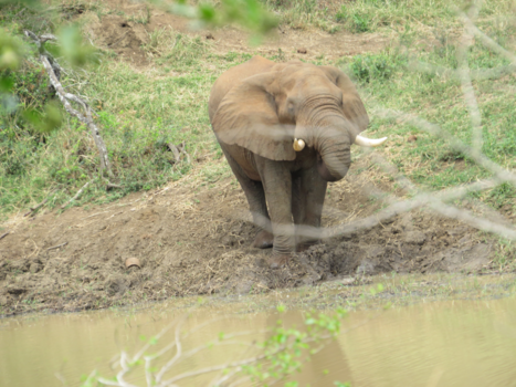 Rondreis van Johannesburg naar Kaapstad - Oliefant kwam zo op mij af