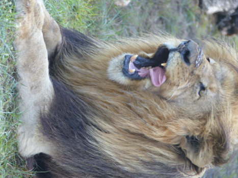 Oost-Kaap - We zaten er met onze neus boven op