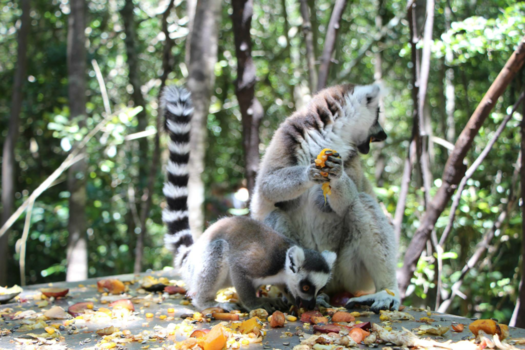 Rondreis Zuid-Afrika in drie weken - Liefde is