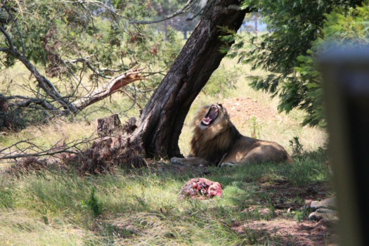 Rondreis Zuid-Afrika in drie weken - Lunch time
