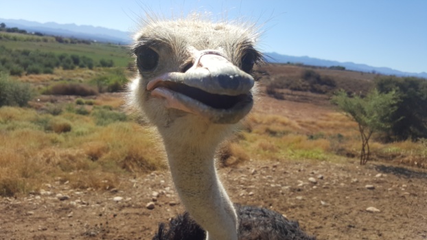 Oudtshoorn - Nieuwsgierig Struissie :)