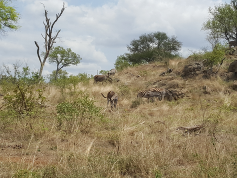 Krugerpark - Wilde nature