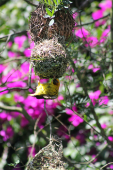 Rondreis Zuid-Afrika in drie weken - Natuur