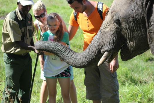 Rondreis Zuid-Afrika in drie weken - Olifanten wandelen in hun omgeving
