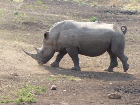 Rondreis van Johannesburg naar Kaapstad - De neushoorn in galop