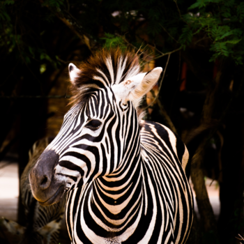 Krugerpark - Stripes