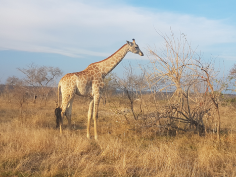 Krugerpark - Giraffe in Krugerpark Zuid-Afrika